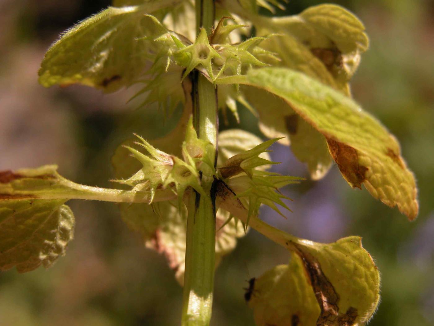 Dead-nettle, Spotted fruit